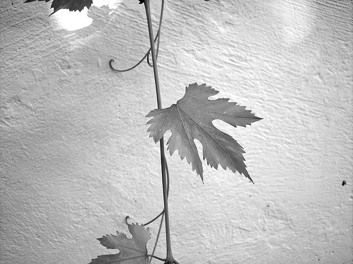 Leaf, Skrutka, víno, rastlín, Liana, listy