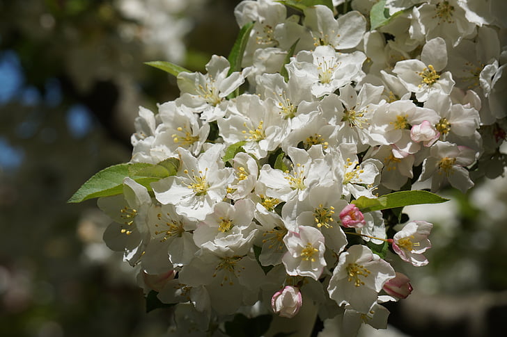 Blossom, hvit, våren, natur, treet, kirsebærtre blomstrer, blomstrende