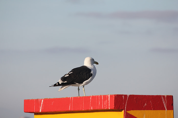 bird, inspiration, seagull