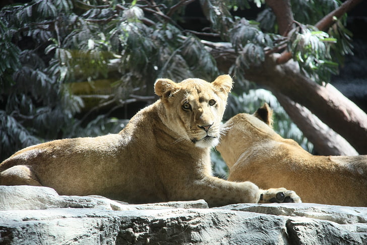 Löwen, USA, MGM