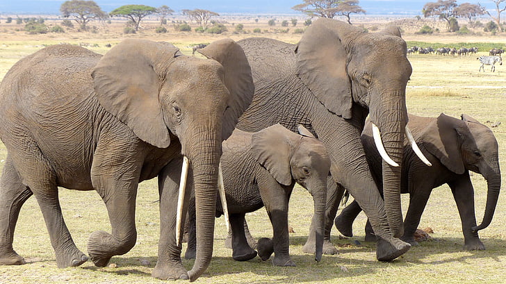 éléphant, Kenya, Amboseli np, faune, nature, l’Afrique, animal