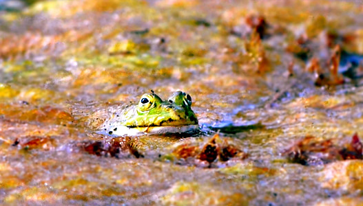 žaba, žaba, vodozemaca, zelena, životinja, vodozemci