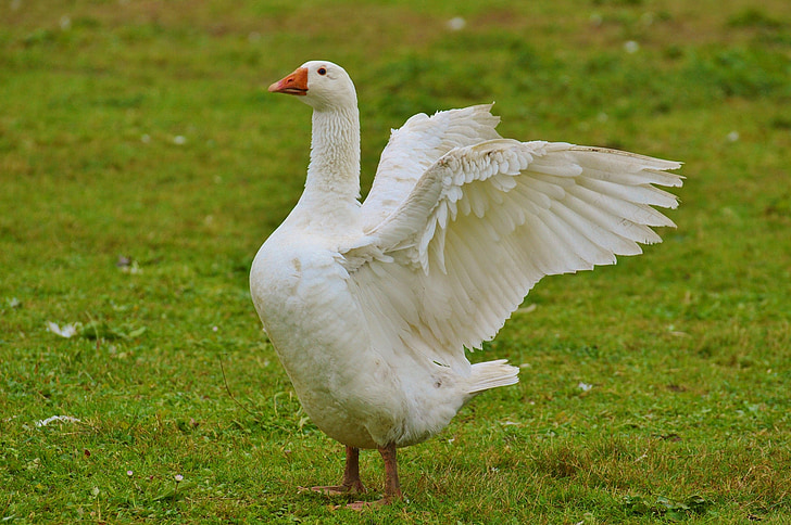 goose, white, cute, plumage, animal, domestic goose, nature