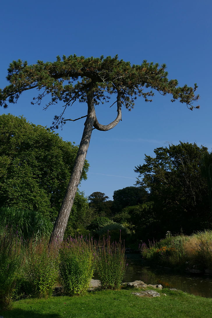 Anglicko, Normanské ostrovy, Veľká Británia, Jersey, Park, Záhrada, ihličnatý strom