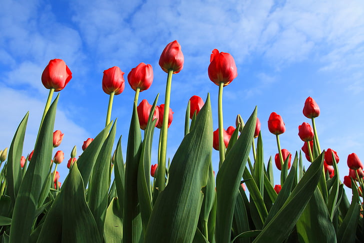 tulipani, Tulipan, polje, polja, rdeča, ozadje, ozadje