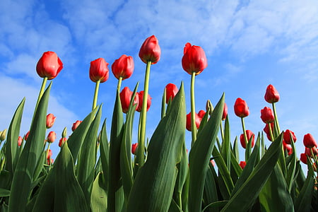 tulips, tulip, field, fields, red, background, wallpaper