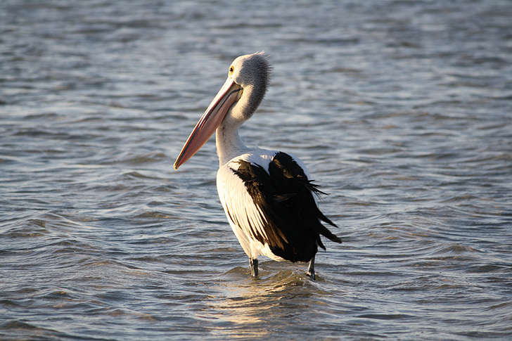 pelican, beach, sea, water, bird