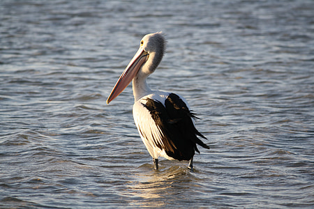 Pelican, stranden, sjøen, vann, fuglen