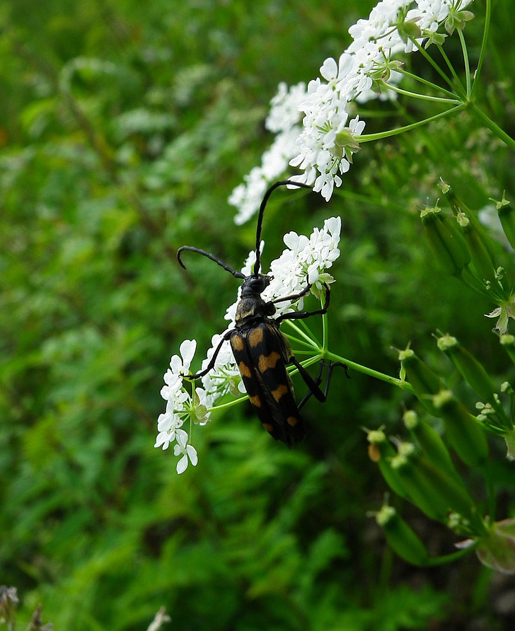 longhorn beetle, bug, beetle, insect, animal, wildlife, nature