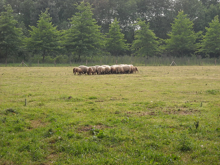 nature, green, meadow, sheep, animals