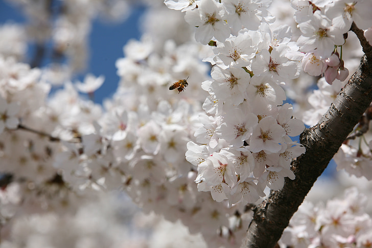 Απριλίου, άνοιξη, λουλούδια, φύση, φυτά, Ανοιξιάτικα λουλούδια, μέλισσα