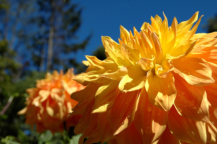 flor grande, amarelo, dourado, laranja, Primavera, floral, planta perene