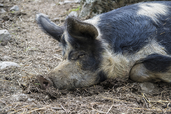 pig, pigs, animals, rest, farm, galt