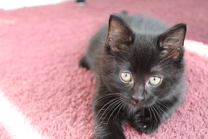 Kitten, zwart, schattig, kat, huisdier, dier, Feline