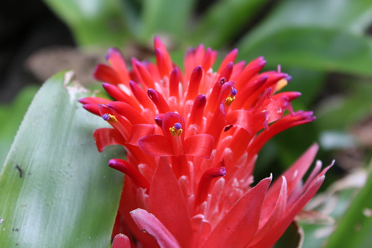 blossom, bloom, red, red flower