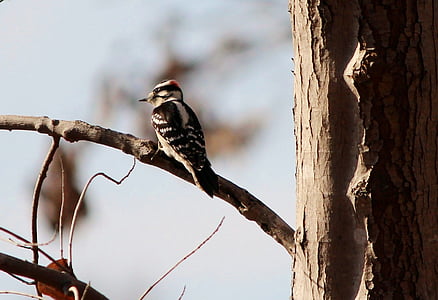 Downy woodpecker, burung, Laki-laki, picoides pubescens, terbang, flu burung, Avis