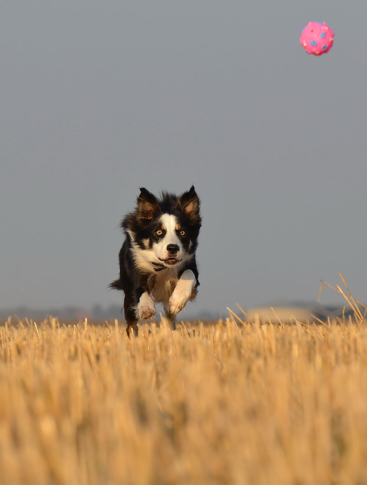 border collie, running dog, field, summer, ball junkie, british sheepdog, dog with ball