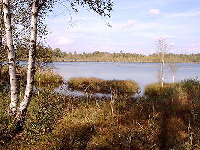 wurzacher ried, moor, lake, birch, nature reserve, landscape, sky