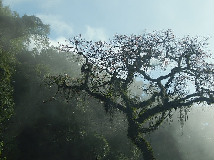 tree, mountain, san javier, tucumán, argentina, fog, landscape