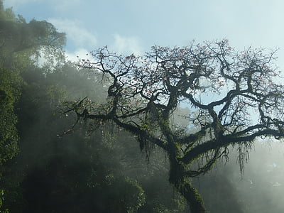 δέντρο, βουνό, San javier, Tucumán, Αργεντινή, ομίχλη, τοπίο