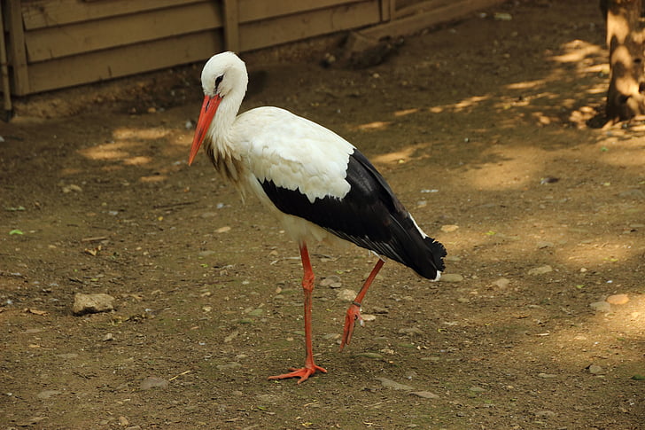 stork, rattle stork, bird, animal, white stork, ciconia ciconia, nature