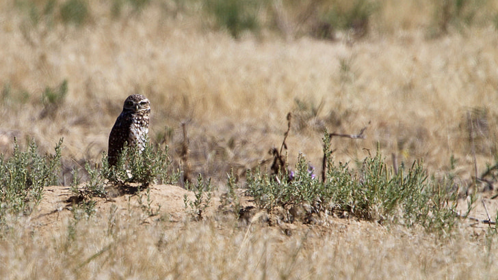 Owl, mặt đất, màu nâu, động vật hoang dã, rắn, đứng, Colorado