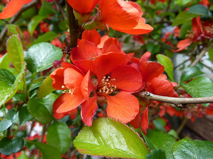 quince flower, garden shrub, orange, ornamental shrub, ornamental, blossom, bloom