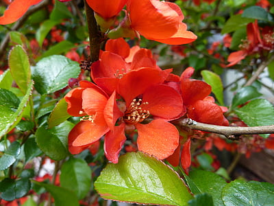 flor de codony, arbust de jardí, taronja, arbust ornamental, ornamentals, flor, flor