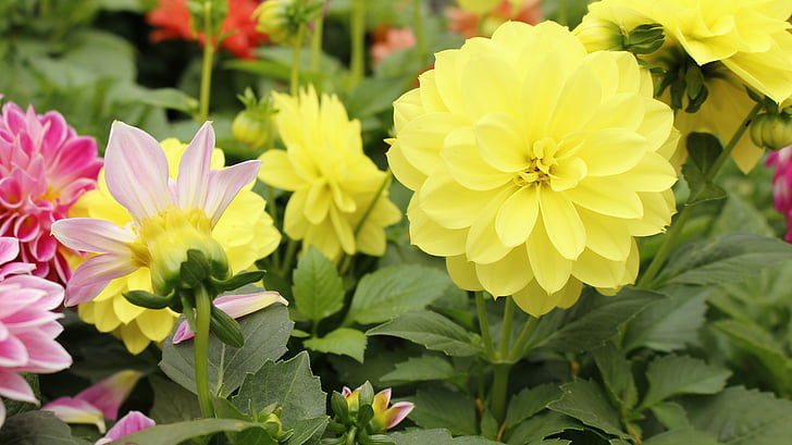 fiori, Colore, natura