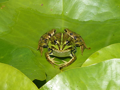 青蛙, 水百合, 叶, 水, 池塘, 绿色, 植物