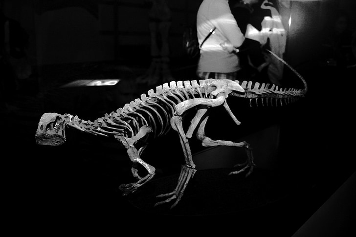 dinozaver, fosili, kosti, okostje, petrification, muzej