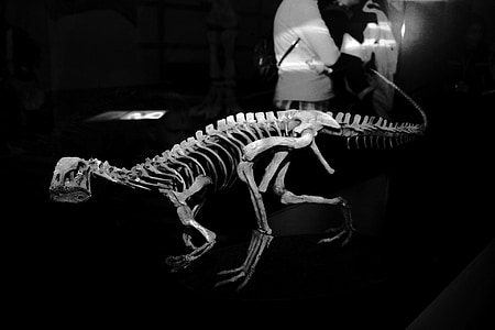 dinosaurus, fosil, tulang, kerangka, membatu tua, Museum