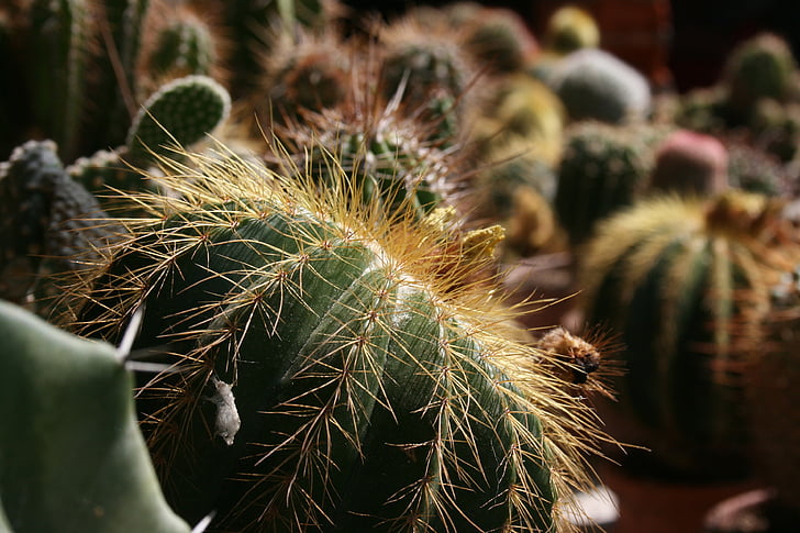 fat plants, plants, cactus, plants with needles, prickly plants