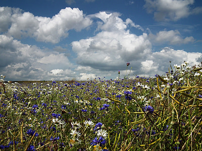 Meadow, champs, été, pré de fleurs, bleu, blanc, Sky
