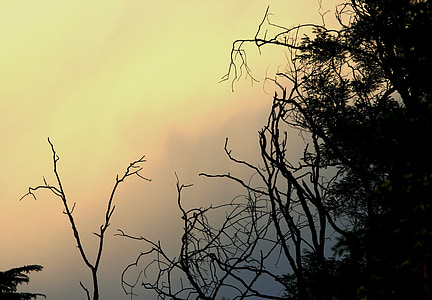 Sky, solnedgång, Rosa, gul, grå, glöd, träd