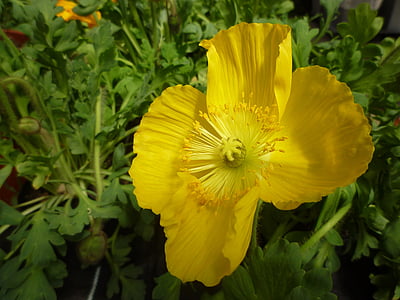 amapola, amarillo, flor, floración, flor, naturaleza, planta