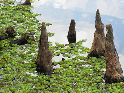 cypress knees, marsh, greenery, vegetation, louisiana, swamp, wetlands
