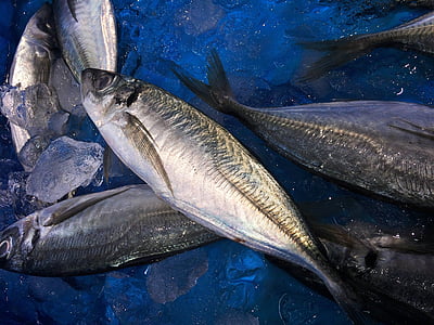 horse mackerel, ice, blue, seiyu ltd, living, supermarket, fresh fish