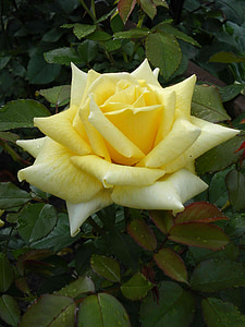 flower, rose, petal, nature, garden, flower garden, yellow rose