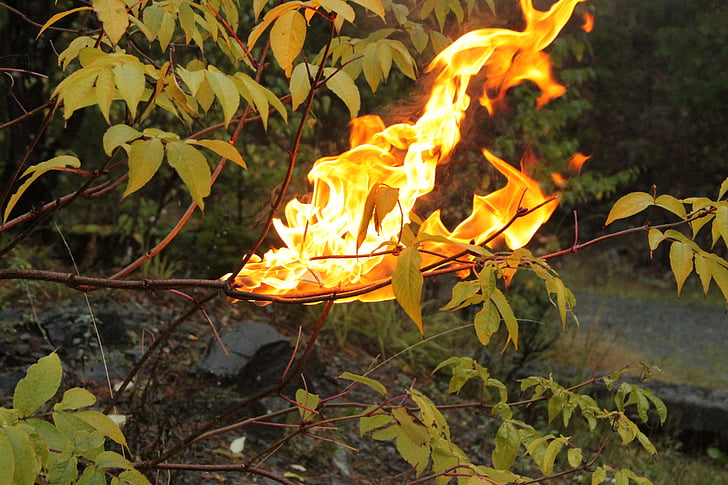 ogenj, narave, življenje, gozd, plamen