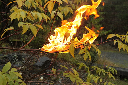 огонь, Природа, жизнь, лес, пламя