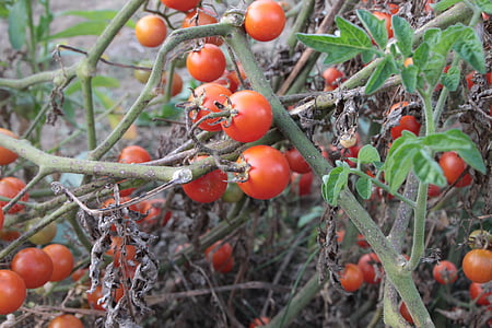 cherry, fresh, plants, red, small, tomato, autumn