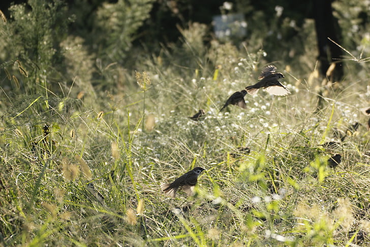 landscape, nature, birds