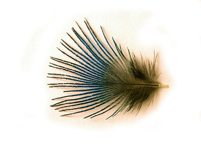 plumule, lightness, peacock, shine, subtlety, fine pen, feather