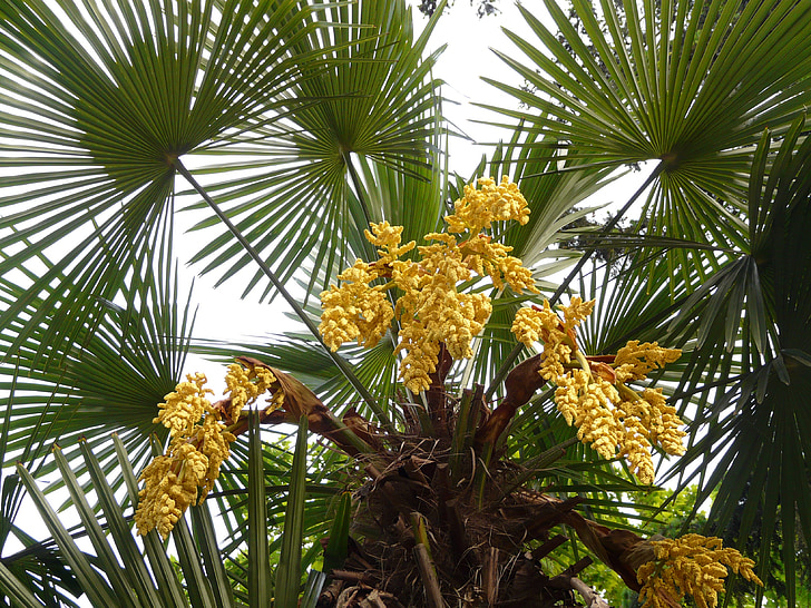 palm, hemp palm, umbrella palm, palm flower, palm tree, plant, blossom