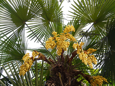 Palm, kender palm, palm esernyő, Pálma virág, pálmafa, növény, Blossom
