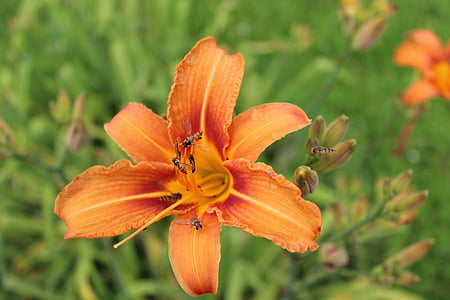 Lily, cvet, insektov, cvet žig, oranžna, blizu, cvet