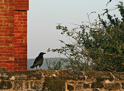 crow, wall, bird, red, brick, bush, shrug