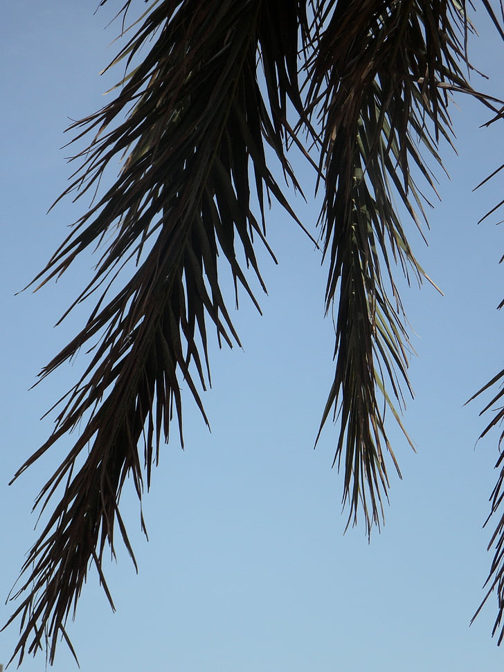 frondas da palma, Palm, céu, detalhe, silhueta, folhas, folhas de palmeira