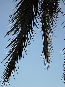 palmu zariem, Palm, debesis, detalizēti, siluets, atstāj, palmu lapām